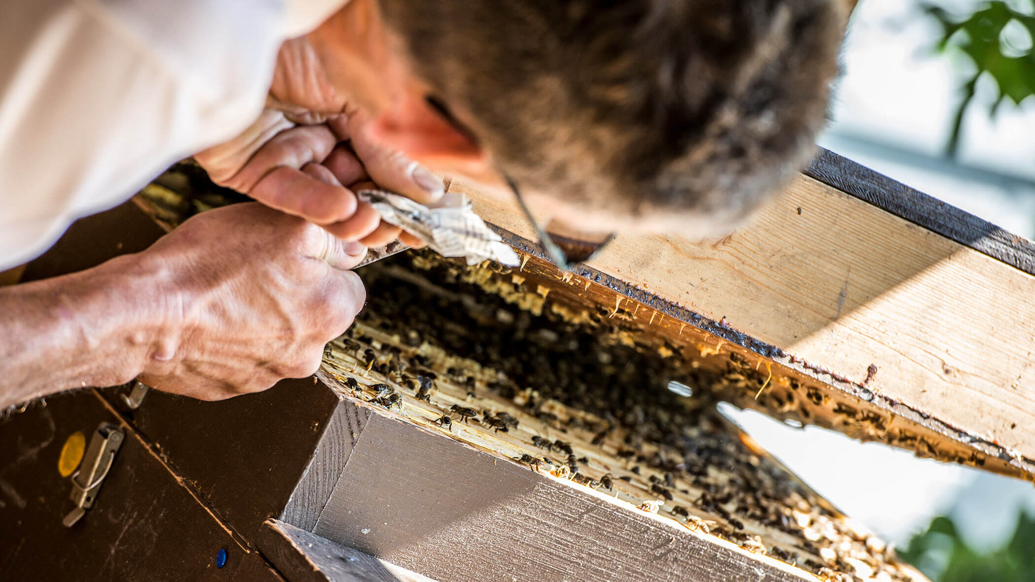 Bees and the beekeeper